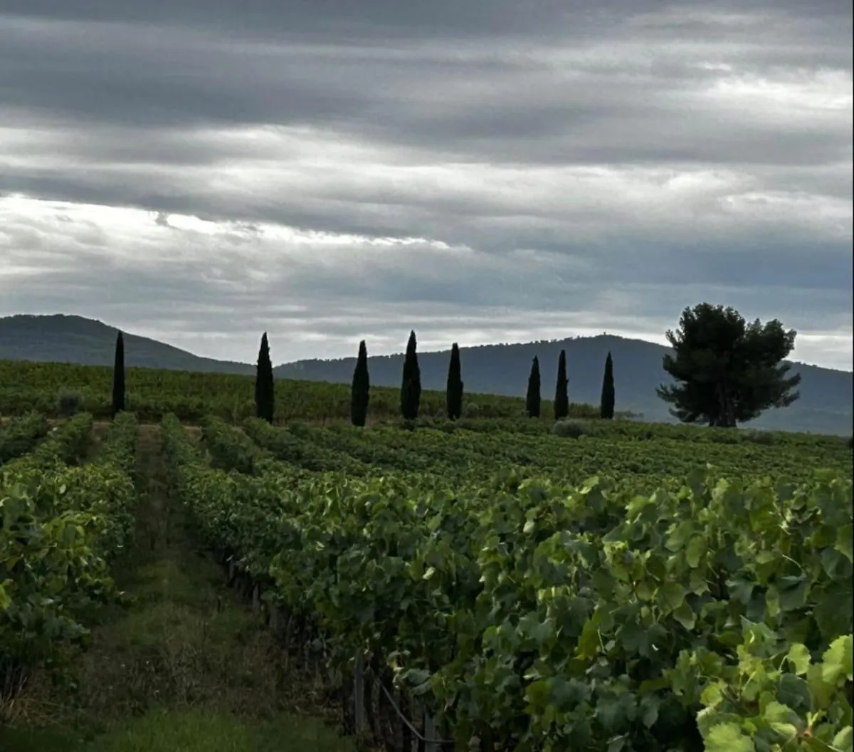 Villa Maison De Maitre Dans Les Vignes Trets