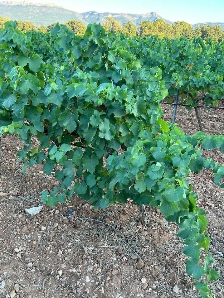 Maison De Maitre Dans Les Vignes Trets 0*,