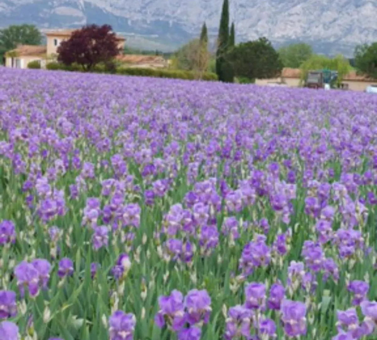 Maison De Maitre Dans Les Vignes Trets 0*,
