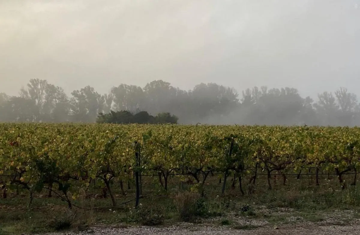 Maison De Maitre Dans Les Vignes Trets France