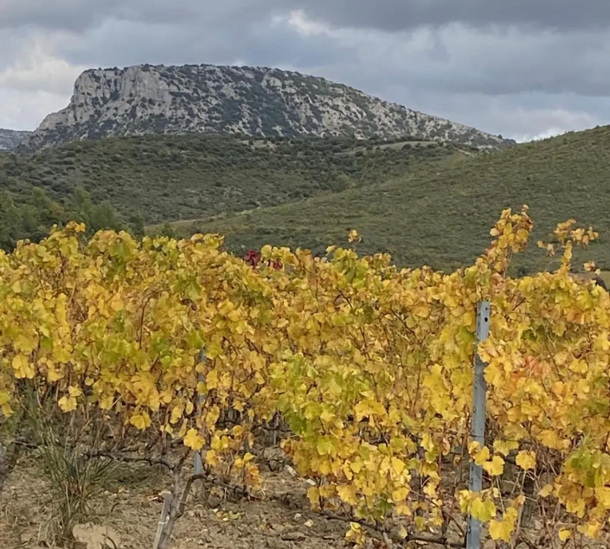 Maison De Maitre Dans Les Vignes Trets